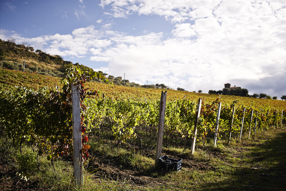 Weinberge im Cilento